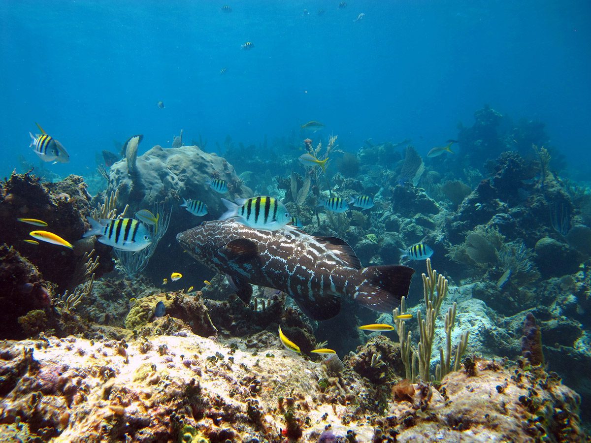 Black Grouper – @ BEP Foundation Black Grouper - @ BEP Foundation