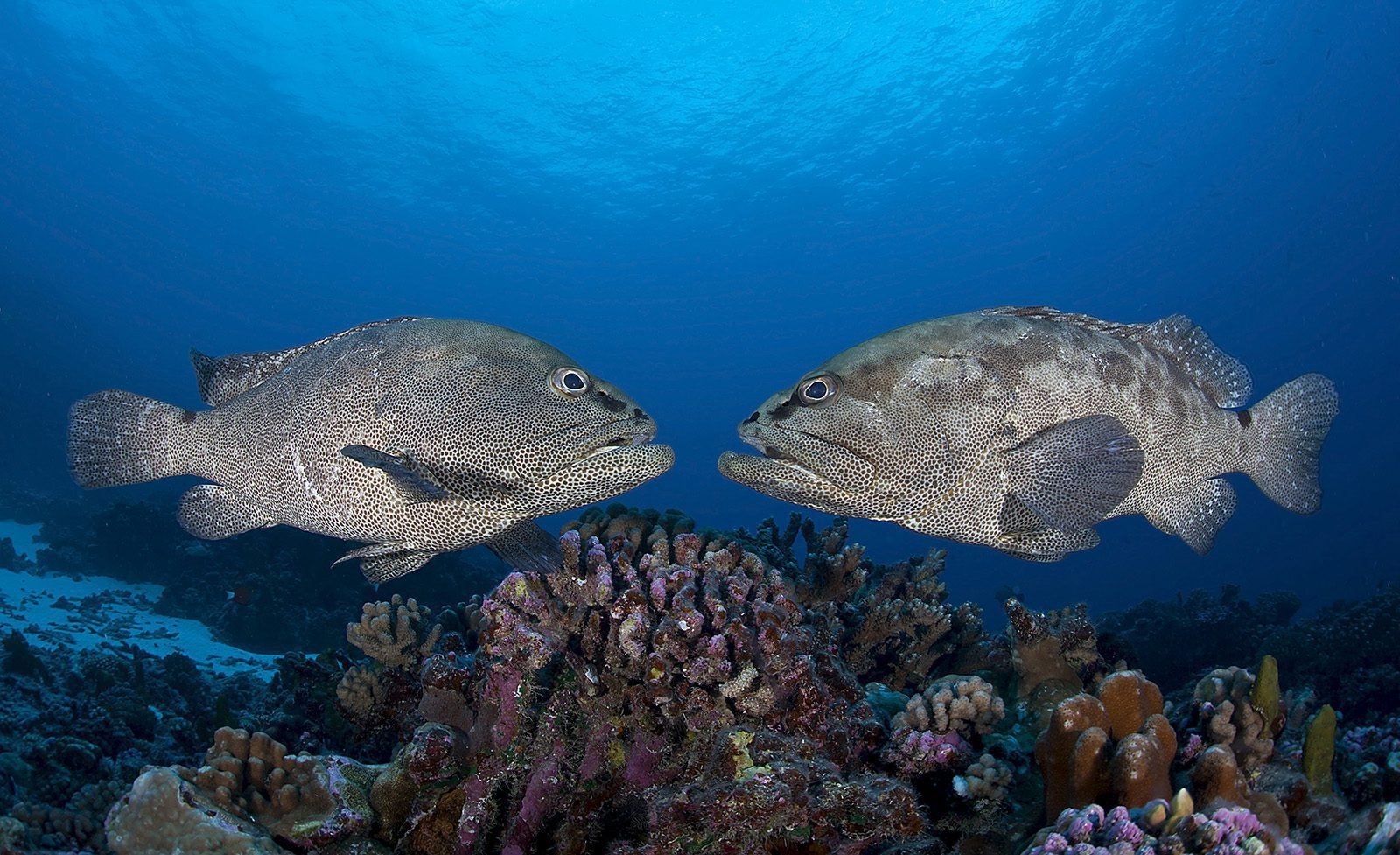Groupers facing – © Thomas Vignaud Groupers facing - © Thomas Vignaud