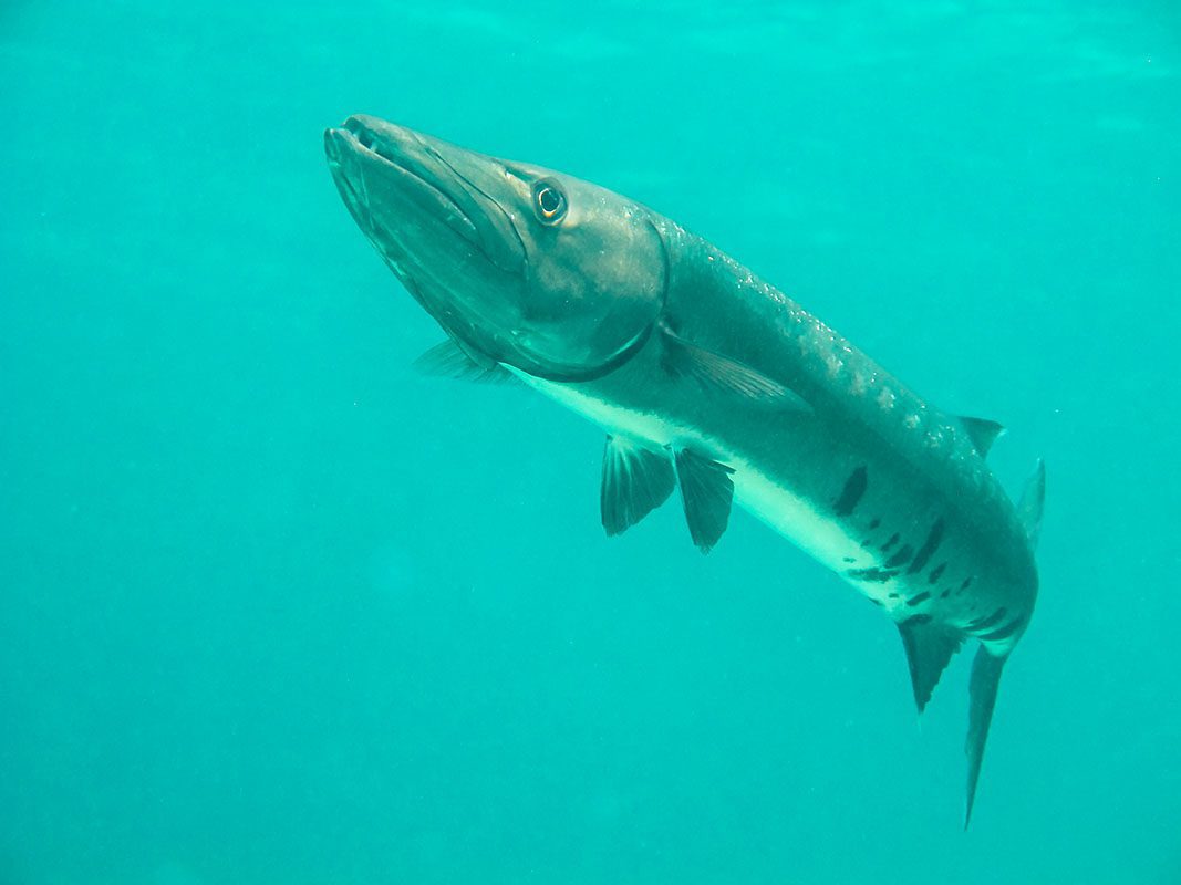 Barracuda – © Serenity Barracuda - © Serenity