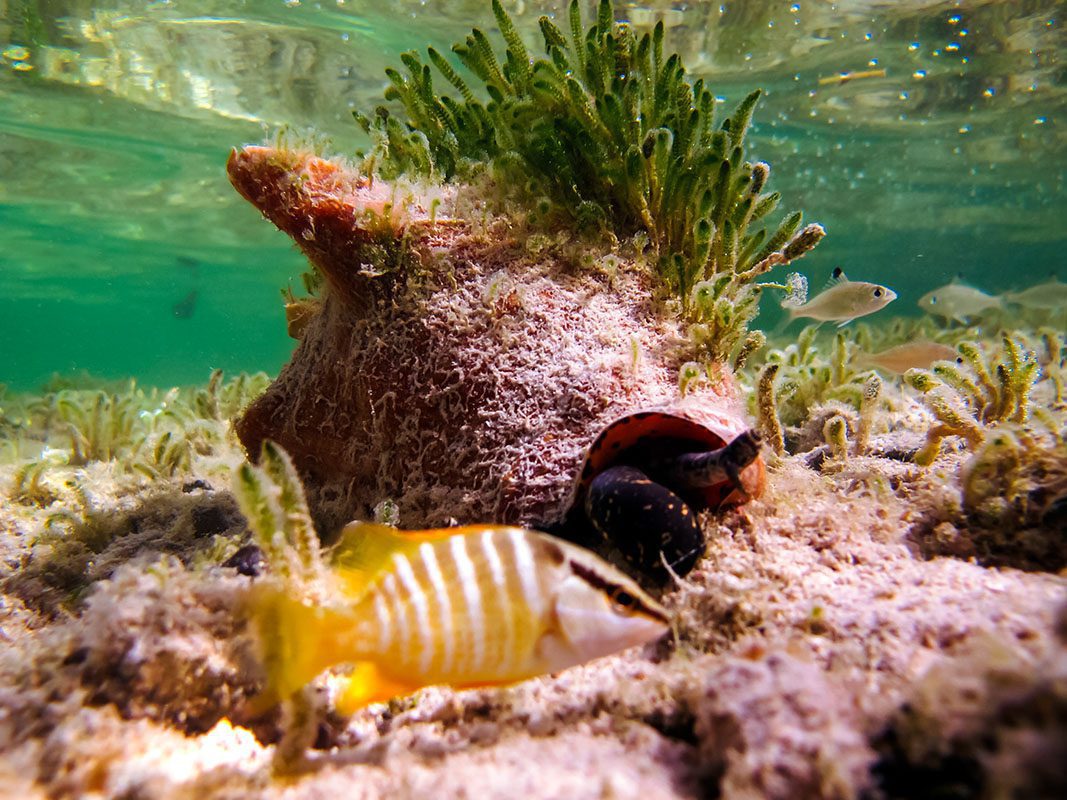 Conch and fishes – © Serenity Conch and fishes - © Serenity