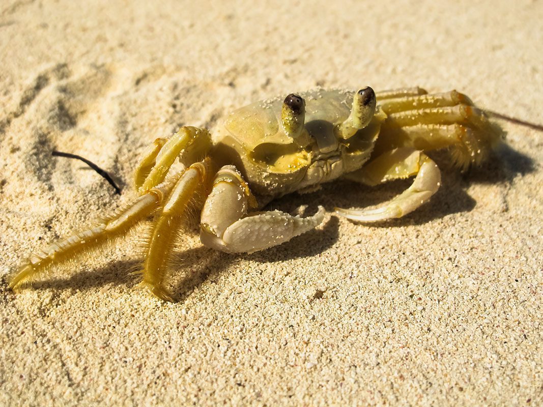 Yellow crab – © Serenity Yellow crab - © Serenity