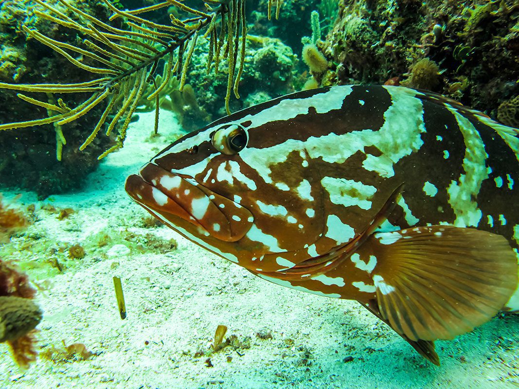 Grouper head – © Serenity Grouper head - © Serenity