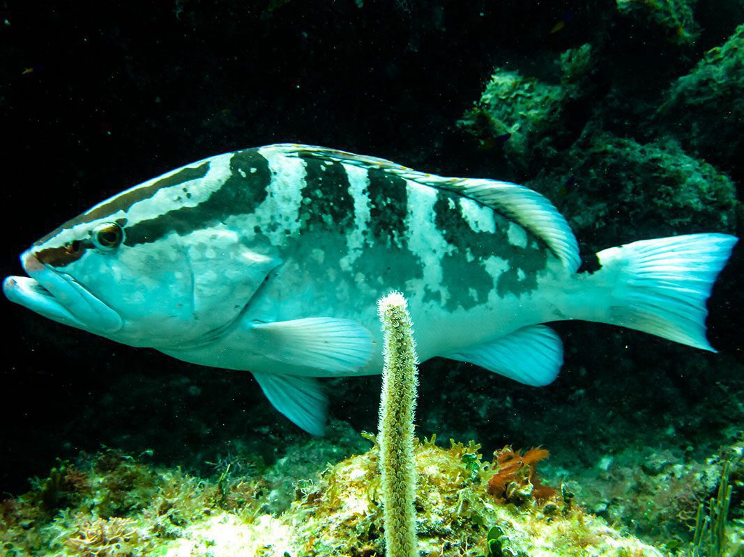 Grouper – © Serenity Grouper - © Serenity