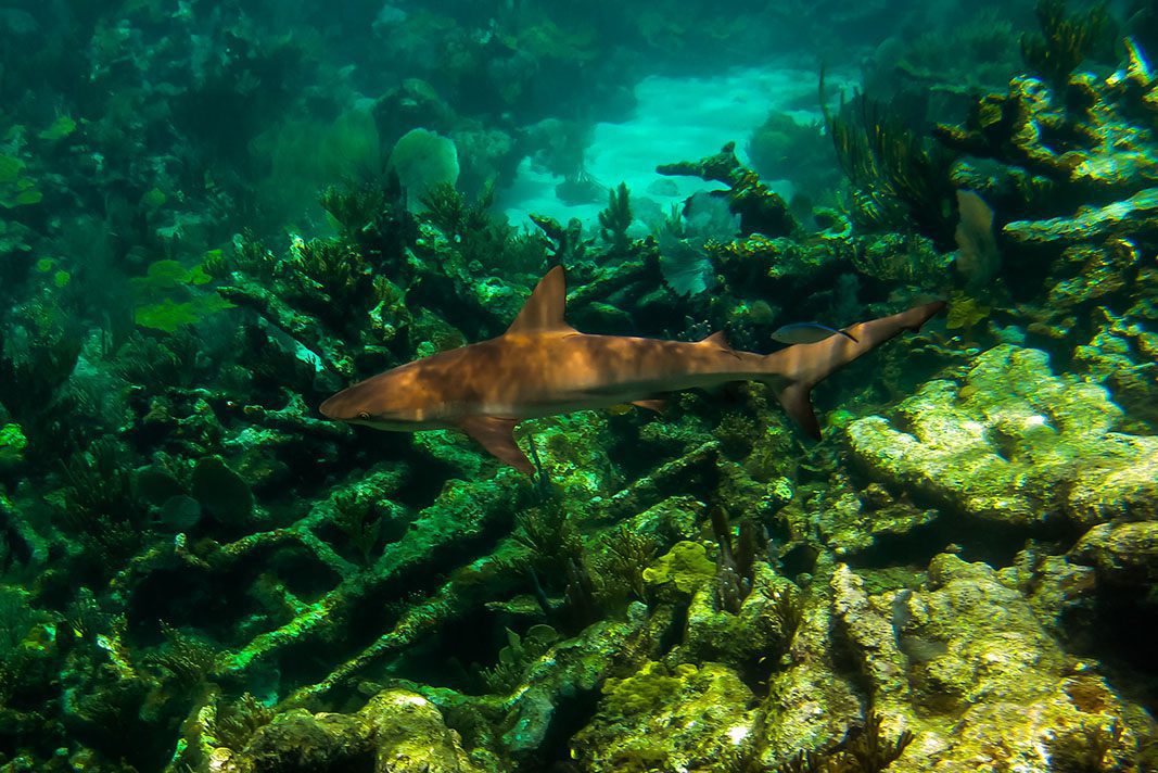 Reef shark – © Serenity Reef shark - © Serenity