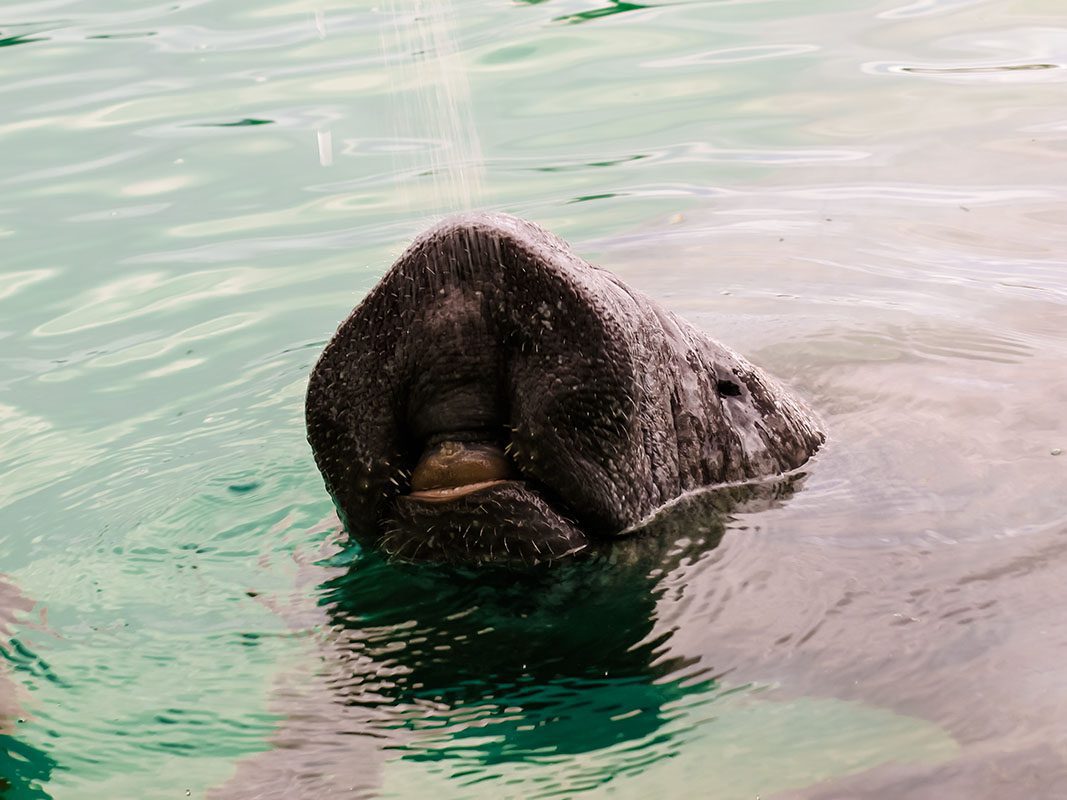 Thirsty manatee – © Serenity Thirsty manatee - © Serenity