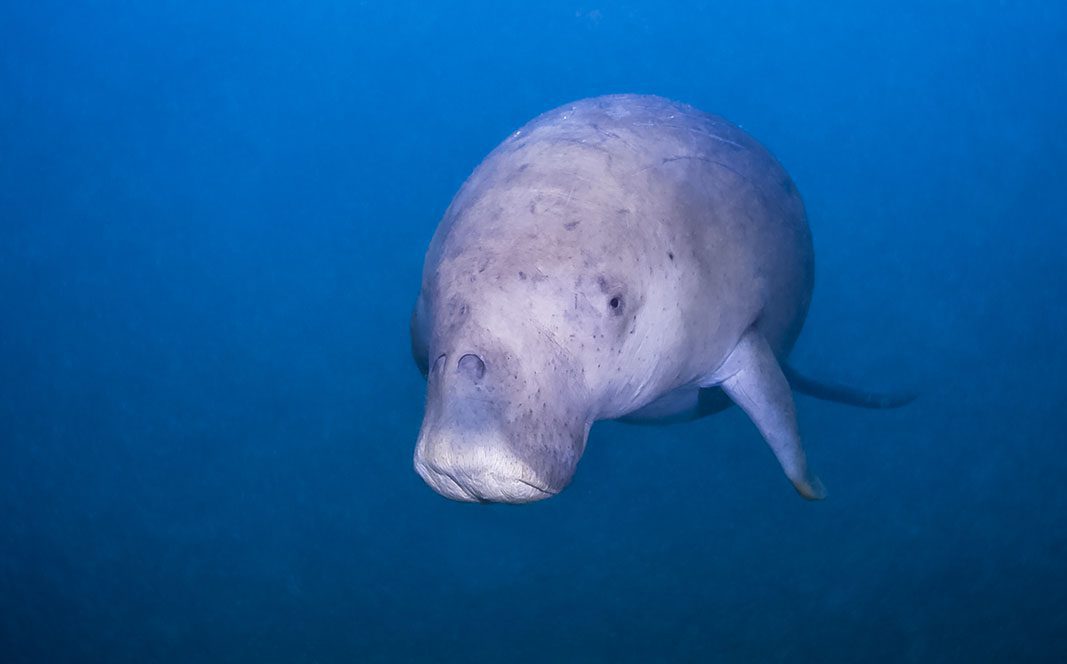 Manatee – © Thomas Vignaud Manatee - © Thomas Vignaud