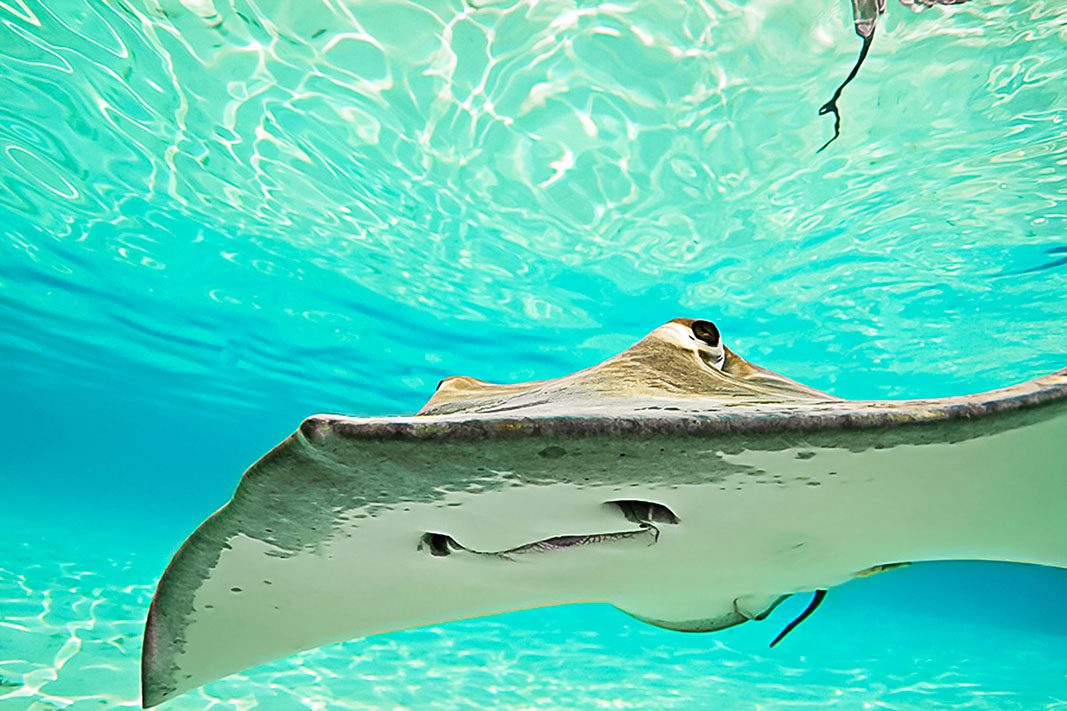 Stingray – © Thomas Vignaud Stingray - © Thomas Vignaud