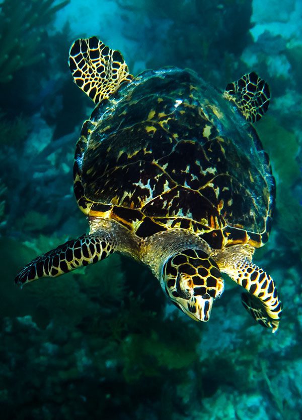 Swimming turtle – © Serenity Swimming turtle - © Serenity