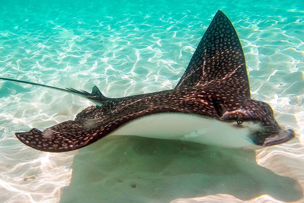 Eagleray – © Serenity Eagleray - © Serenity