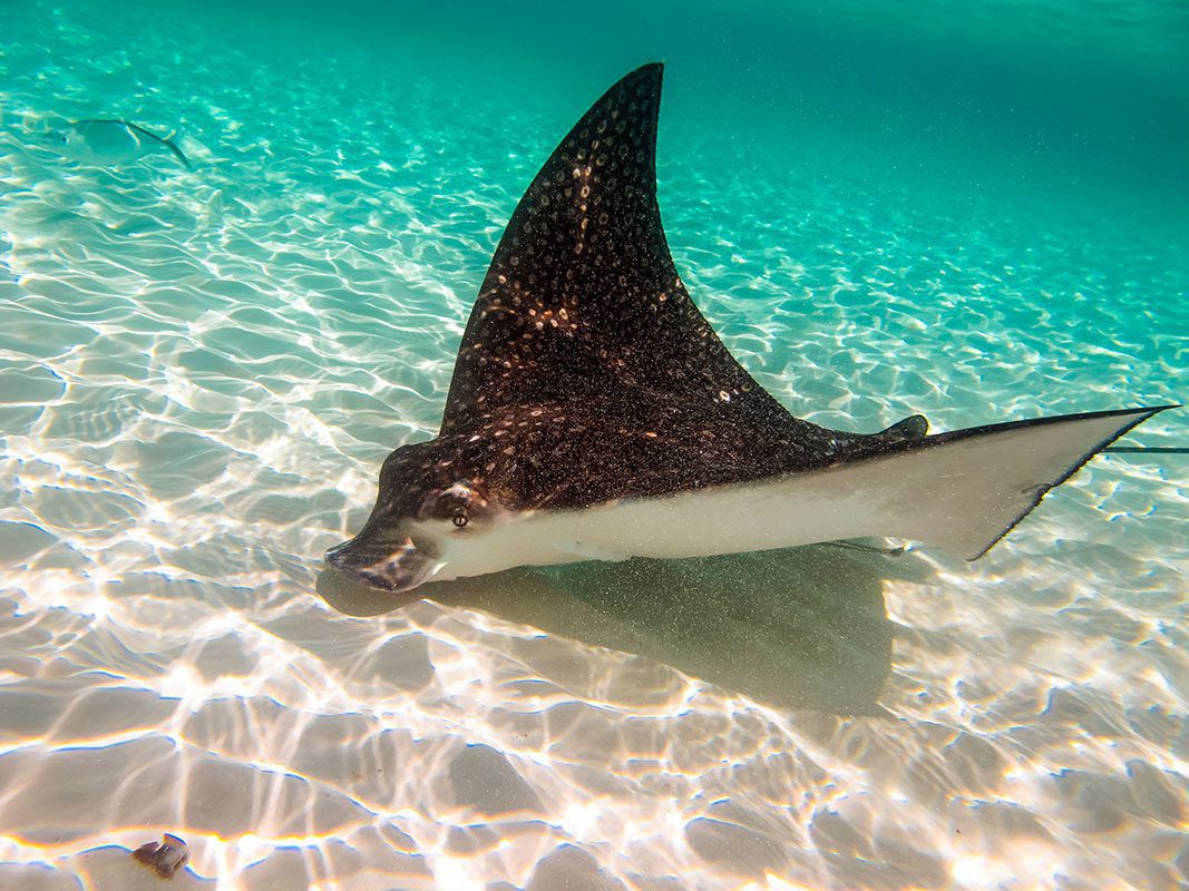 Eagleray – © Serenity Eagleray - © Serenity