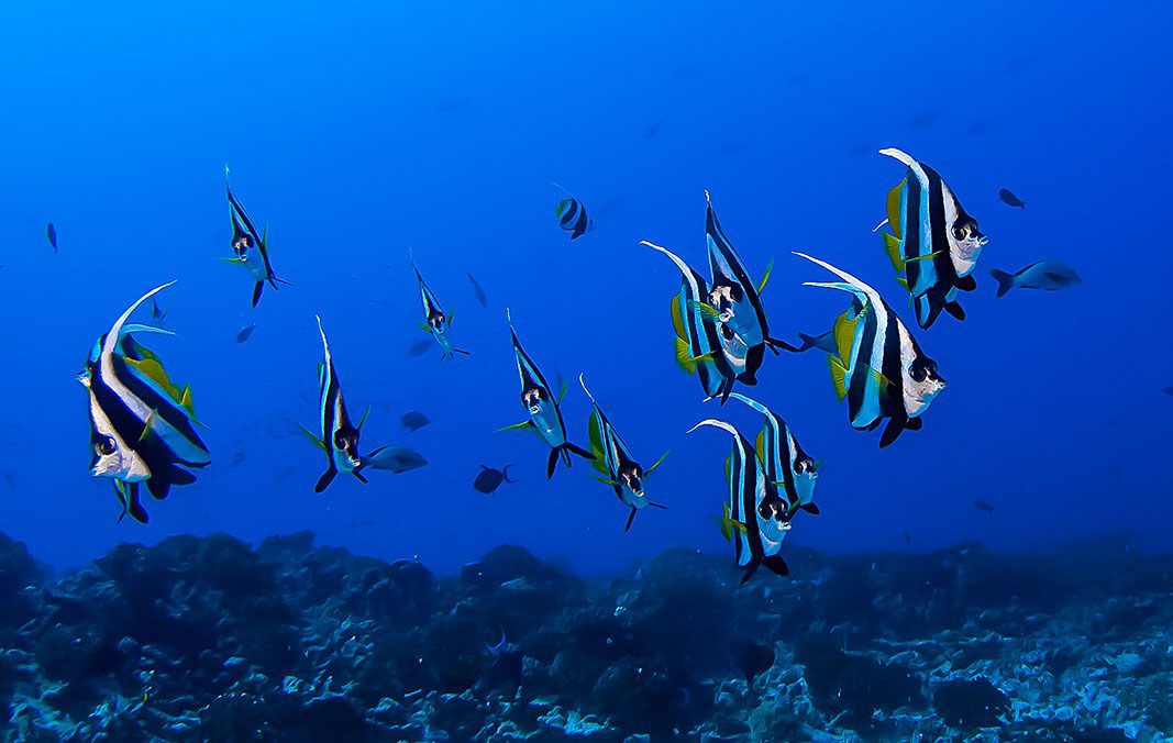 Angelfish – © Thomas Vignaud Angelfish - © Thomas Vignaud