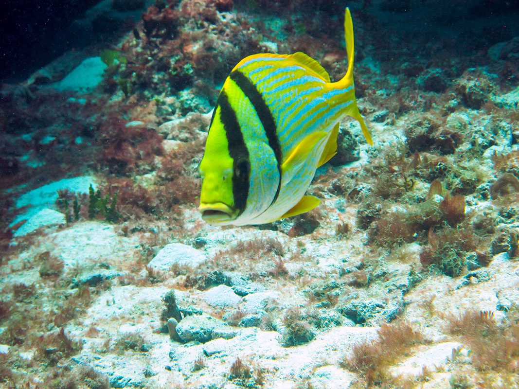 Coral fish – © Serenity Coral fish - © Serenity