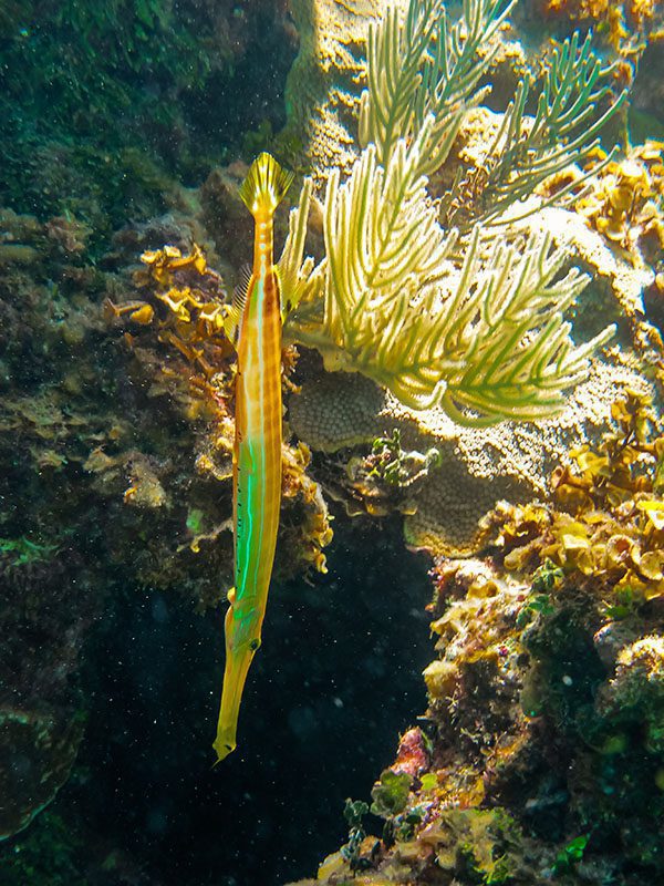 Trumpet fish – © Serenity Trumpet fish - © Serenity