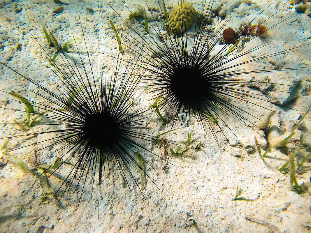 Sea urchins – © Serenity Sea urchins - © Serenity