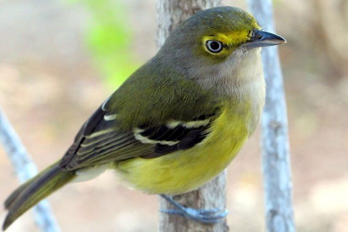 bird bep foundation